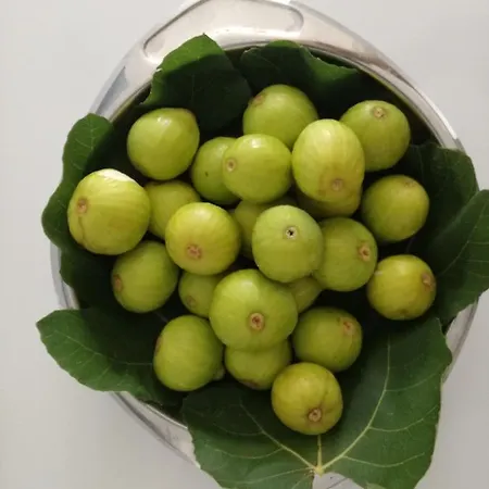 Cilentosia